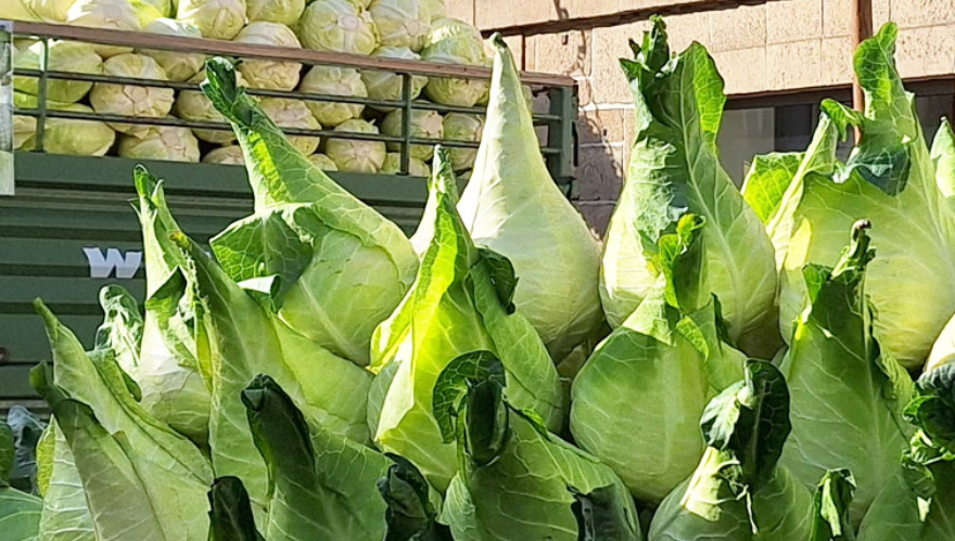 Bist du ein echter Krautkenner?